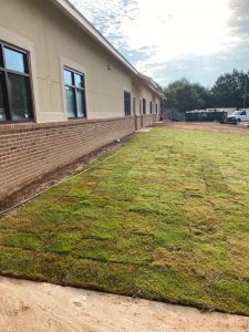 AH new grass front of the bldg 060320